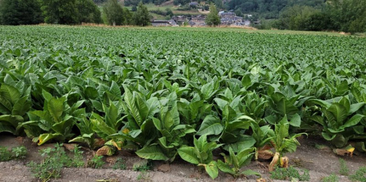 Estat d’una de les plantacions de tabac a Escàs.