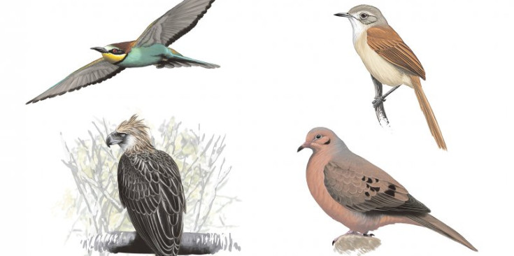 Il·lustracions de quatre espècies: abellerol, cuaespinós de Casaldàliga, àguila menjamones i tórtora de Socorro.