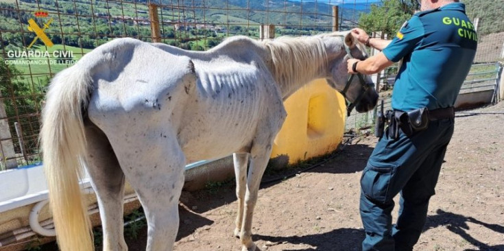 Un dels animals que presentaven mostres de desnutrició i mal estat sanitari.