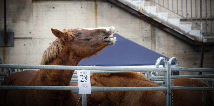 Un dels caps equins de la Fira concurs de bestiar d’Andorra la Vella.