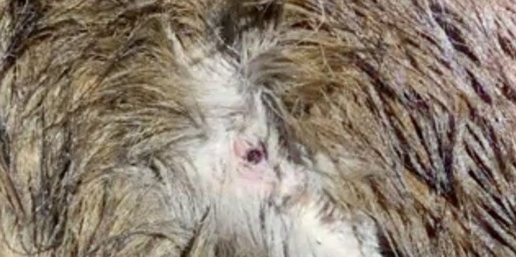 Una imatge de la ferida que presenta l'isard.