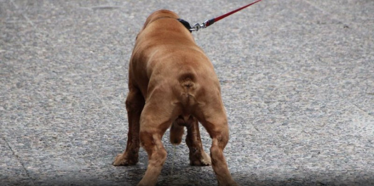 Un gos al carrer.
