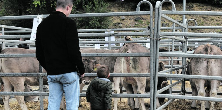 Un infant contempla el bestiar durant la darrera fira a la plaça de Braus.