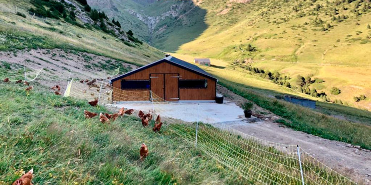La granja de gallines ponedores que ha obtingut la certificació ecològica.
