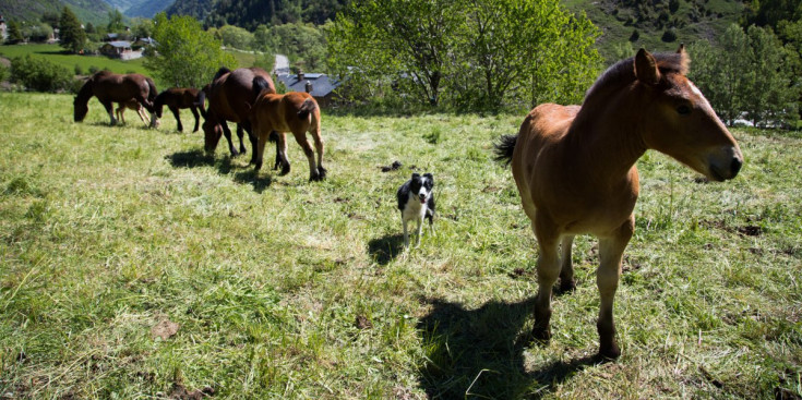 Un gos de pastura correteja entre els cavalls que pasturen als prats de la Cortinada.