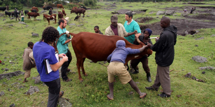 L’equip de l’ONG Daktari agafant mostres d’una vaca a Mgahinga.