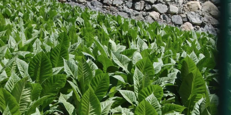 Una plantació de tabac.