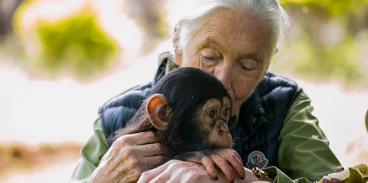 La científica Jane Goodall amb una cria de ximpanzé.