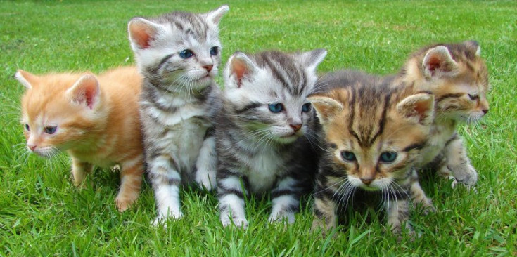 Imatge de quatre cadells de gats.