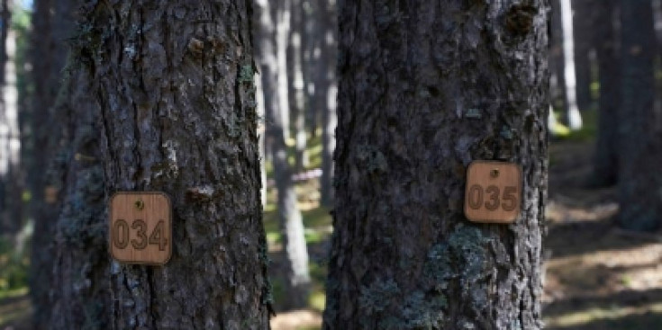 Increment de prop del 38% en la superfície de bosc a Andorra.