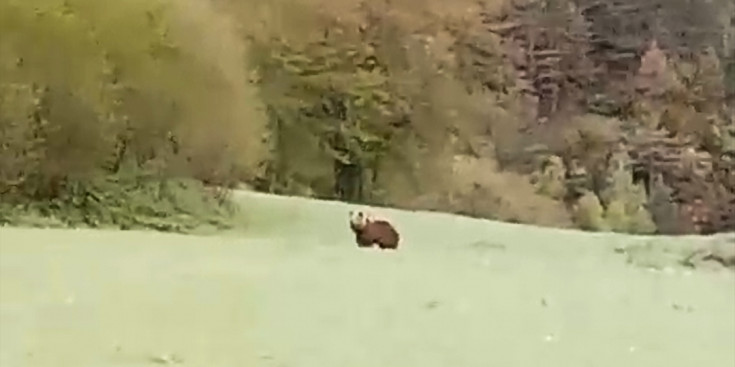 Un moment del vídeo on es pot veure l'os passejant per un prat de la Cortinada.