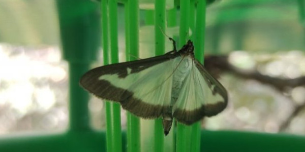 Un exemplar de la papallona del boix, la qual s'ha detectat als dos indrets d'estudi a Andorra: Fontaneda i Enclar.