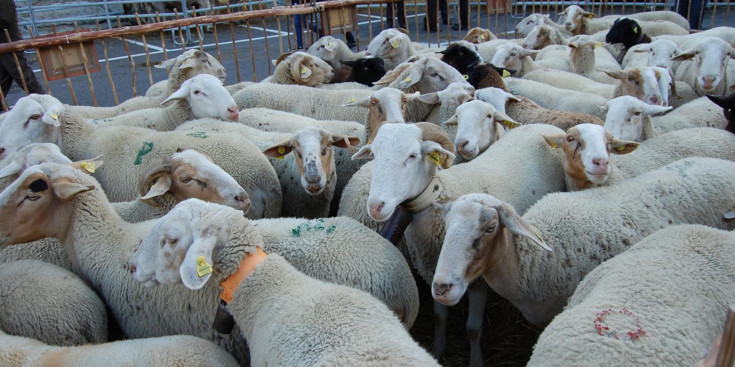 Es detecta el primer cas de febre catarral ovina en un marrà del país.