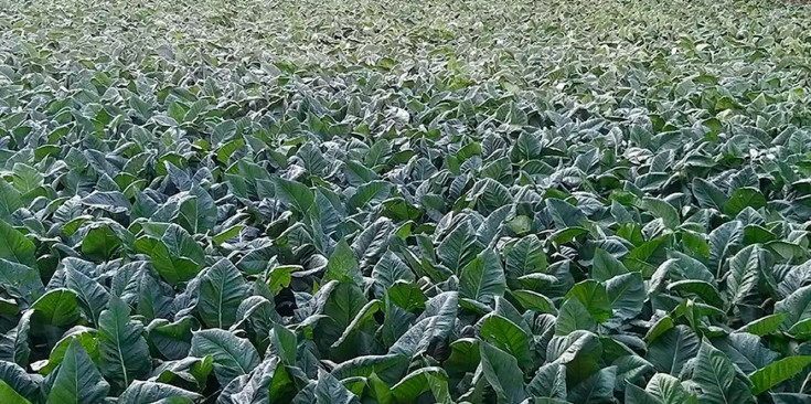 Una imatge d'arxiu d'una plantació de tabac.