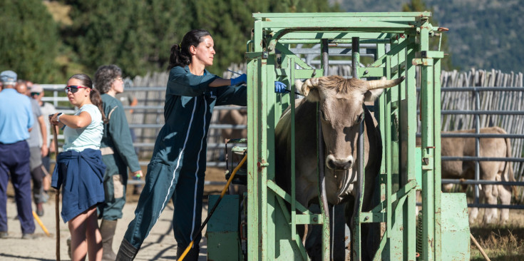 Imatge del sanejament del bestiar de la cabana bovina de Canillo, aquest dimarts.