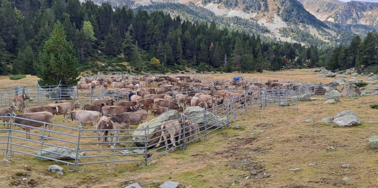 La cabana ramadera bovina ha estat la darrera en ser immunitzada.