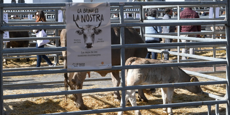 La 45a edició de la Fira concurs del bestiar d’Andorra.