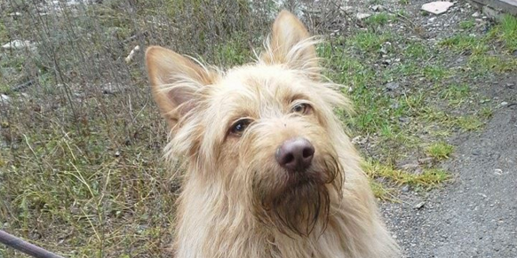 Un dels 18 canins que actualment es poden adoptar a la Gossera d’Andorra.