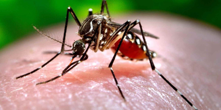 Un mosquit del gènere Aedes que actua com a vector del virus Zika.
