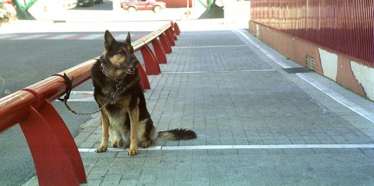 Un gos lligat a la via pública espera que el vinguin a recollir.