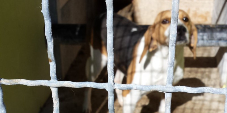 Un dels gossos que es troba en gàbies a Ransol