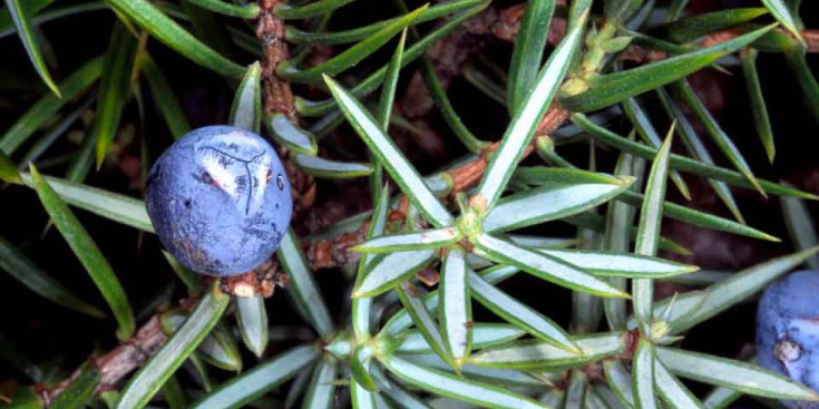Les fulles i el fruit de l’espècie ‘juniperus communis’ (Ginebre).