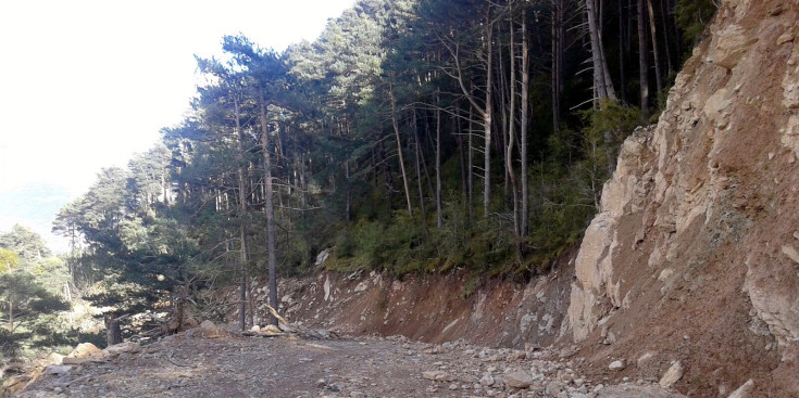 Treballs al bosc de Tolzó.