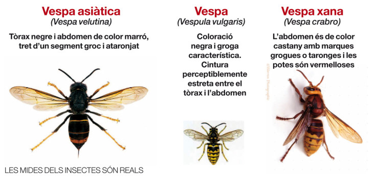 A dalt, un gràfic amb la descripció de les vespes comuns i l'assassina. A sota, l'expansió de la vespa assassina a Europa i el risc d'arribada..