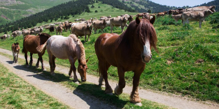 Bestiar equí i boví a les pastures de la vall de Setúria, a la Massana, l’estiu de l’any passat.