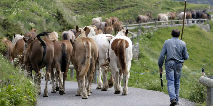 Un pagès pastura els cavalls a la Vall d'Incles.