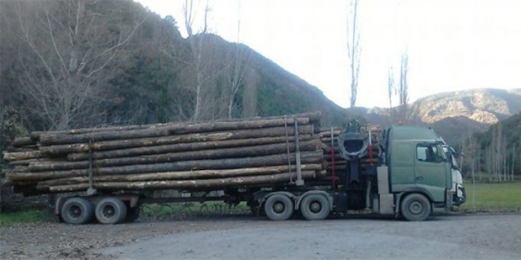 Un camió transporta fusta del Pallars Sobirà.