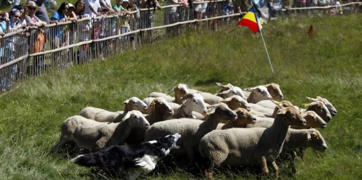 Un gos pastor guia un ramat d’ovelles als Planells de Mereig.
