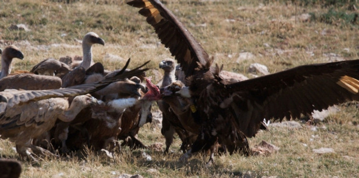 Un grup de voltors menjant carronya.