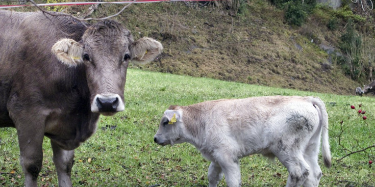 Una vaca amb la seva cria recent nascuda.