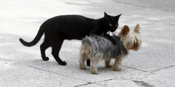 Un gos i un gat passegen pels carrers d’Andorra.